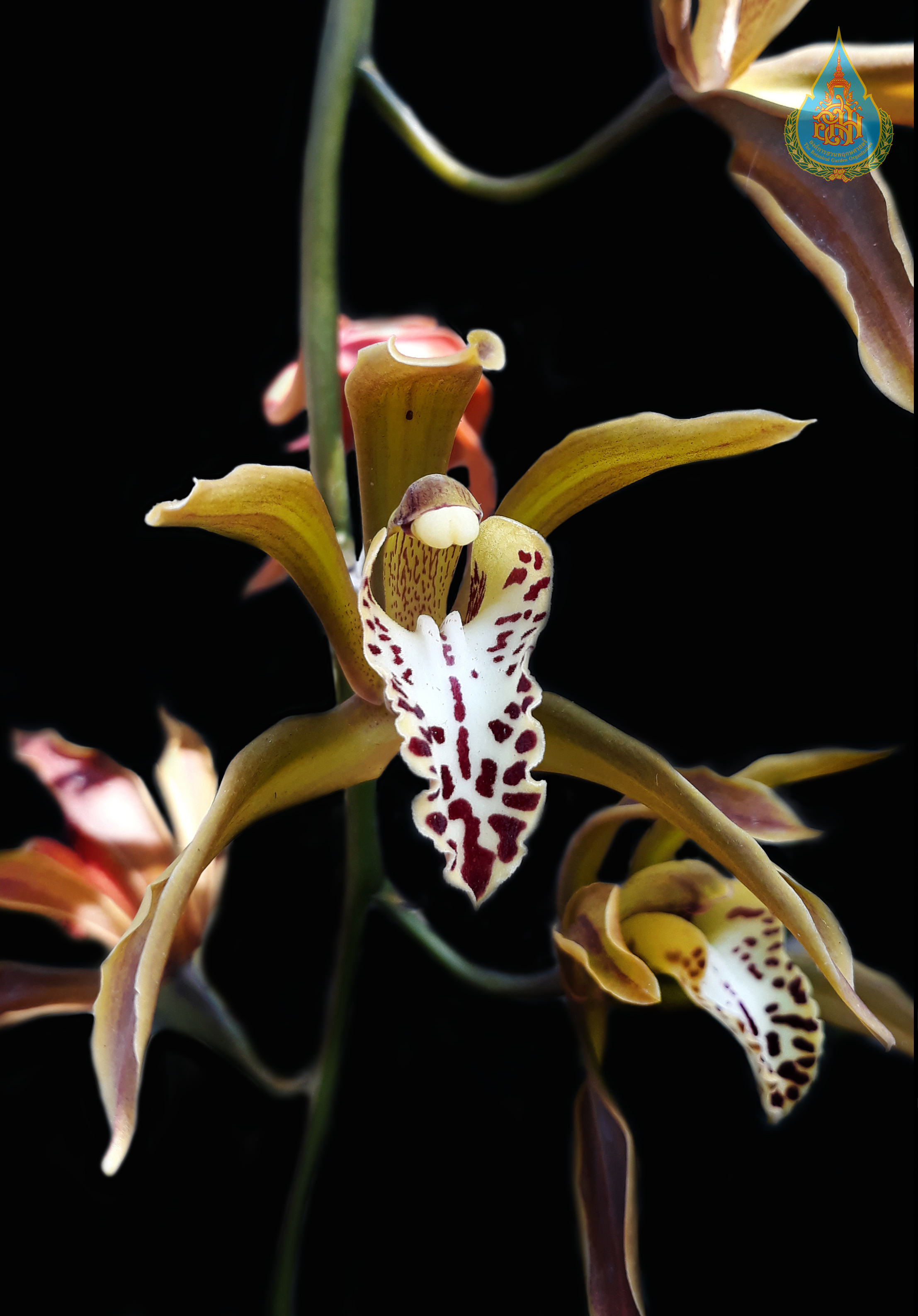 สำเภาเป่าซาน Cymbidium baoshanense F.Y.Liu & Perner<br/>ORCHIDACEAE